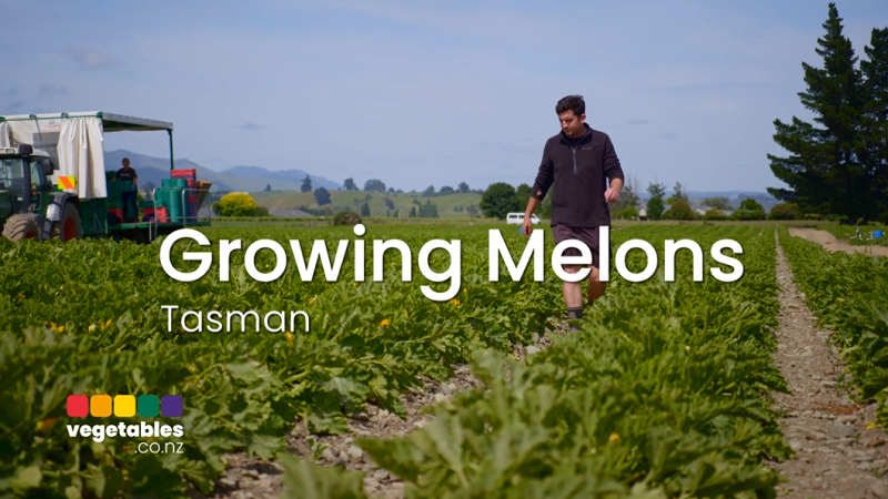 Growing Melons 