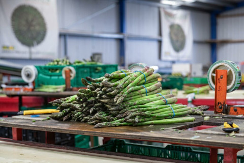 Bundles of asparagus piled in a pyramid on a wooden table