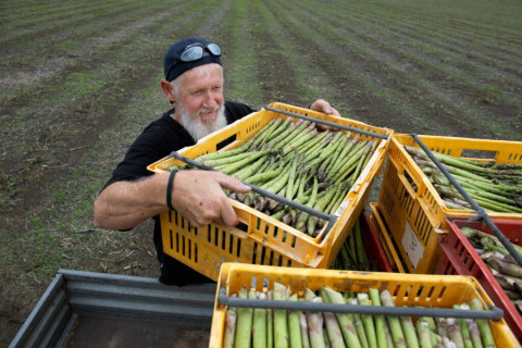 Man lifting crate full of asparagus on a field