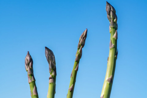 Asparagus sprouting from the ground