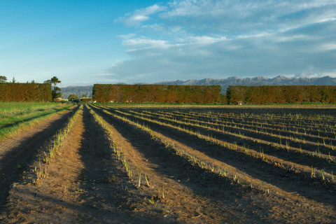 Asparagus growing in rows in a field