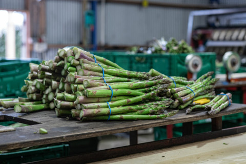 Pile of asparagus bundles on a wooden table