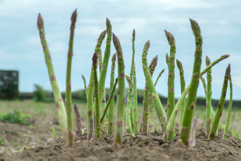 Asparagus growing from the ground