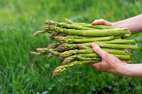 Two hands holding multiple asparagus