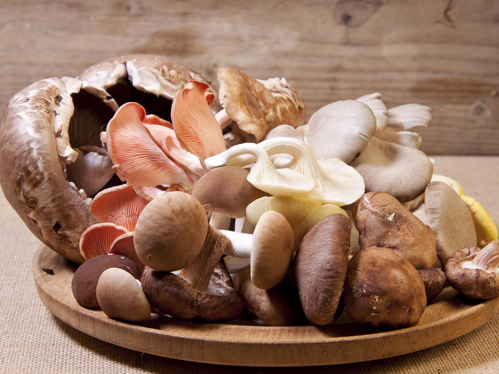 Съедобный. Грибы разные. Экзотические грибы. Грибы питание. Много разных грибов.