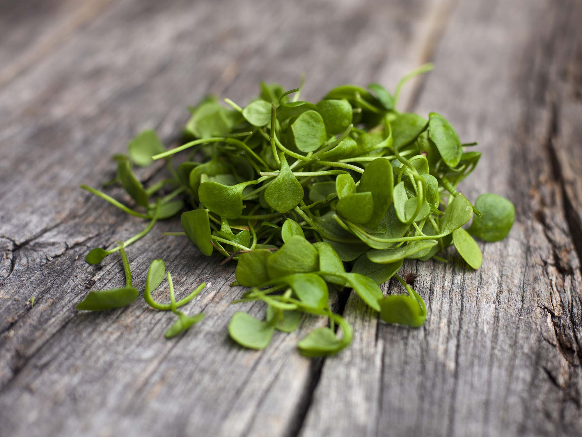 Watercress - Wātakirihi | Vegetables.co.nz